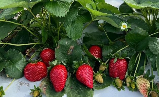 strawbs.JPG